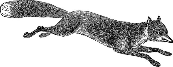 Винтажные изображения лиса
