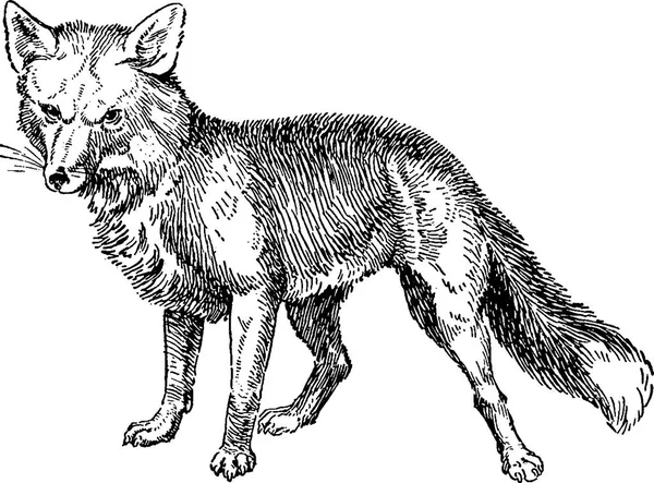 Vintage image fox — Stock Photo, Image