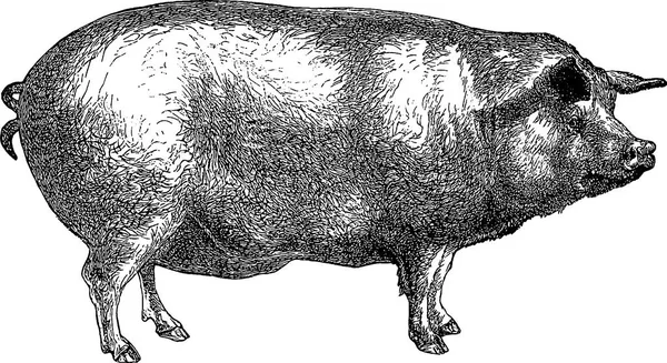 Vintage obrazu świnia — Zdjęcie stockowe