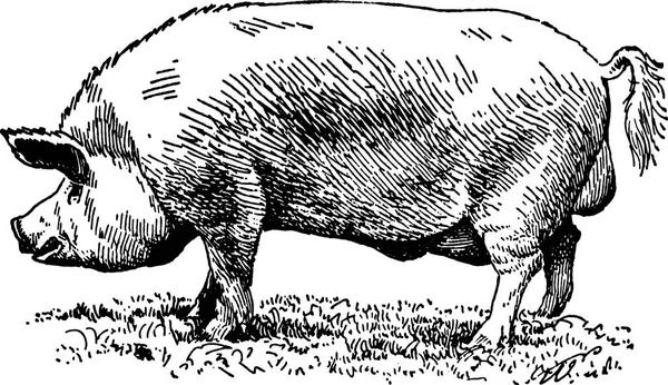 Винтажные изображения свиньи — стоковое фото