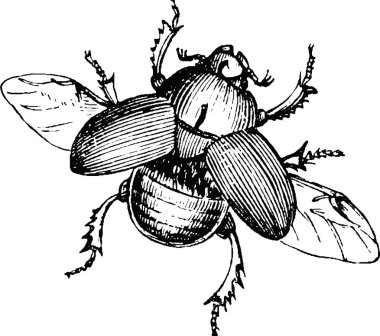 Vintage clipart böceği böcek