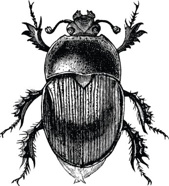 Vintage clipart böceği böcek