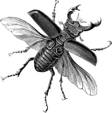 Vintage clipart stag beetle