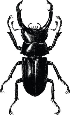 Vintage clipart stag beetle