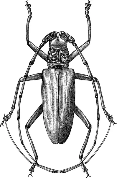 Vintage clipart beetle — Stock Photo, Image