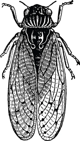 Vintage clipart cicada — Stockfoto