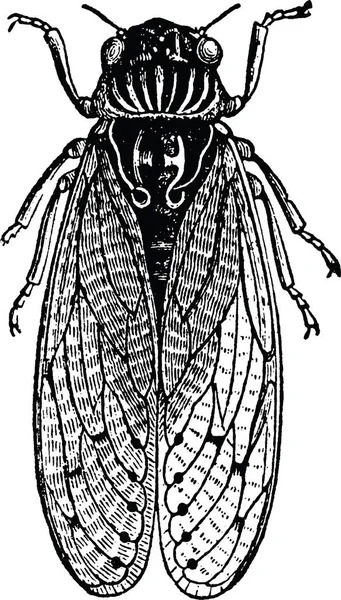 老式的剪贴画蝉 — 图库照片