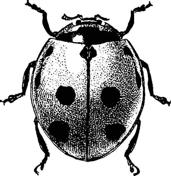 老式的剪贴画甲虫瓢虫 — 图库照片