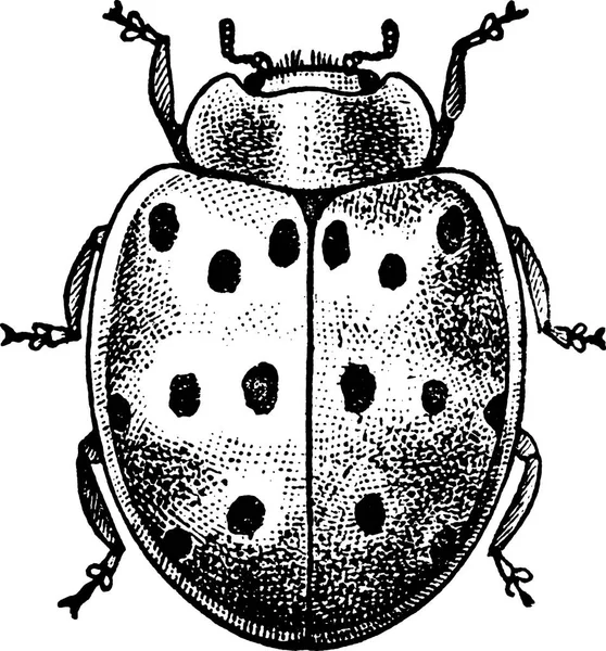 Vintage clipart escarabajo mariquita — Foto de Stock