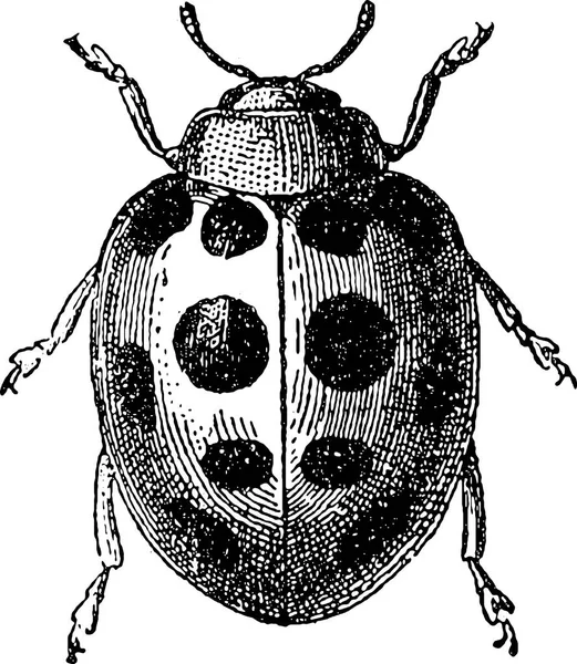 Вінтажний кліпарт жук сонечко — стокове фото