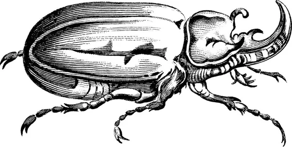 Старовинний кліпарт жеребець — стокове фото