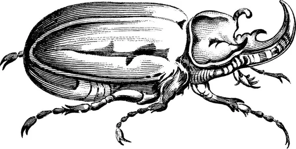 老式的剪贴画锹虫 — 图库照片