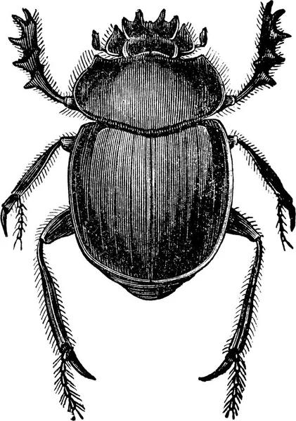 Vintage clipart skalbagge scarab — Stockfoto