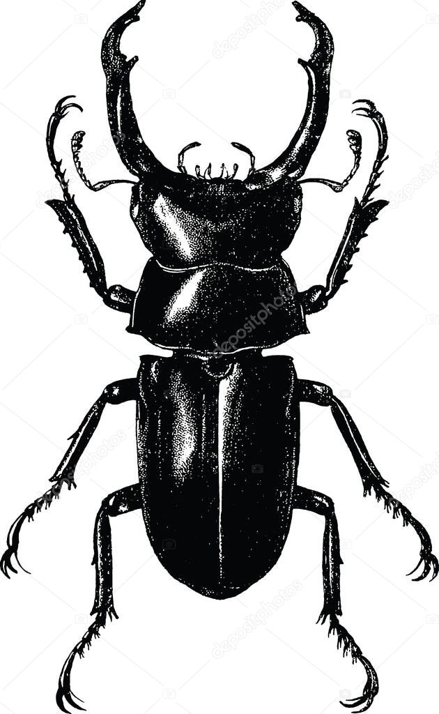Vintage clipart stag beetle