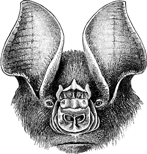 빈티지 이미지 머리 박쥐 — 스톡 사진