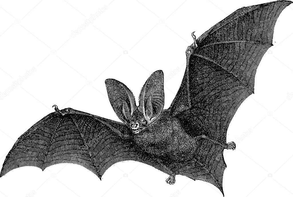 Vintage image bat — Stock Photo © unorobus.gmail.com #138193220
