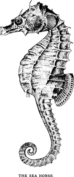 Vintage image seahorse — Stock Photo, Image