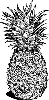 Vintage görüntü ananas