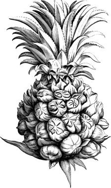 Vintage görüntü ananas