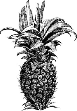 Vintage görüntü ananas