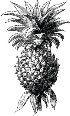 Vintage görüntü ananas
