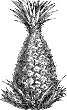 Vintage görüntü ananas