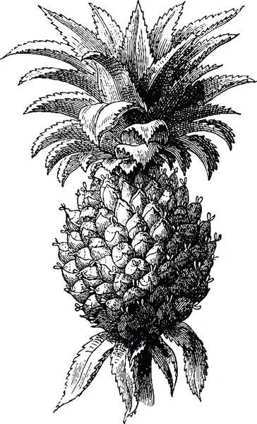 Vintage kép ananász — Stock Fotó
