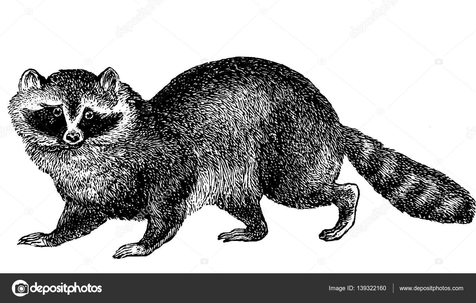 Vintage image raccoon Stock Photo by ©unorobus.gmail.com 139322160