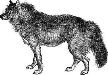 Vintage image wolf