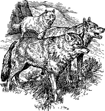 Vintage görüntü wolfpack