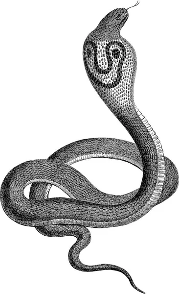 Image vintage serpent — Photo
