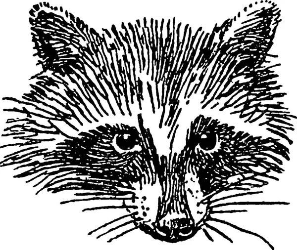 Vintage image raccoon — Stock Photo, Image