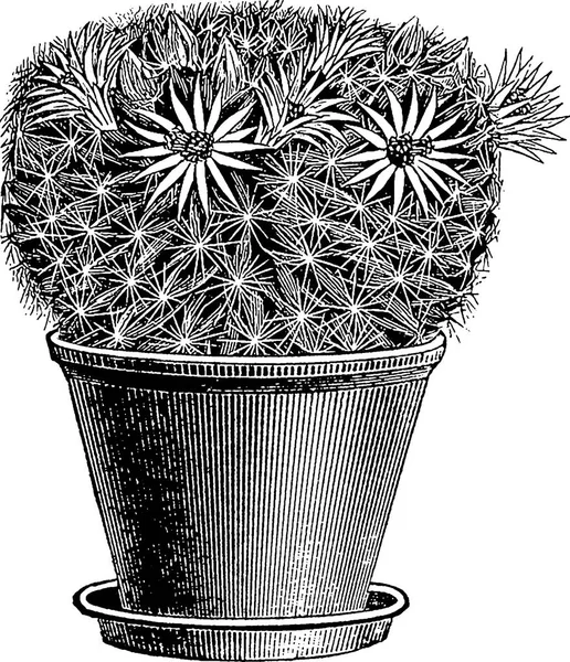 Imagen vintage cactus — Foto de Stock