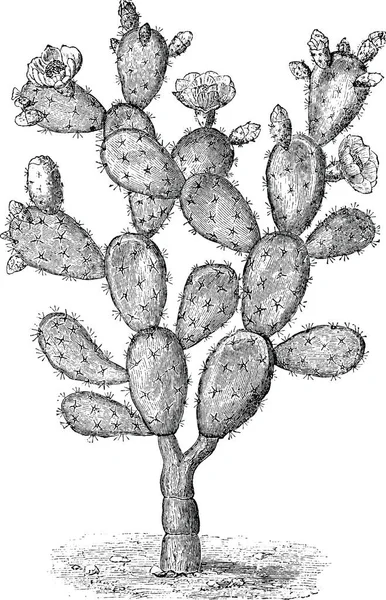 Винтажное изображение кактуса — стоковое фото