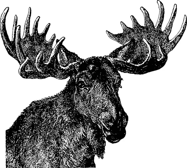 Vintage image moose — Stock Photo, Image