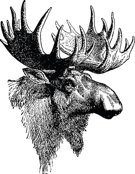 Vintage afbeelding moose — Stockfoto