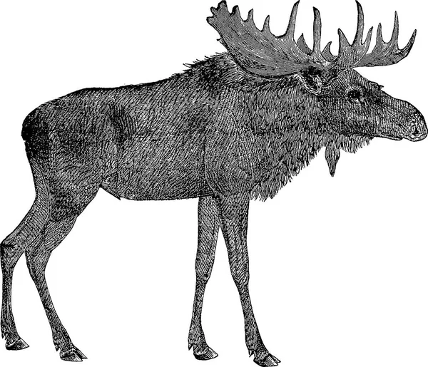 复古形象驼鹿 — 图库照片