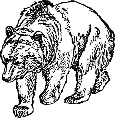 Vintage görüntü ayı