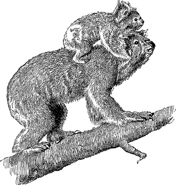 Винтажное изображение медведя коалы — стоковое фото