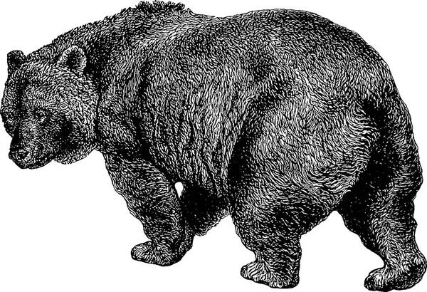 Винтажное изображение медведя — стоковое фото