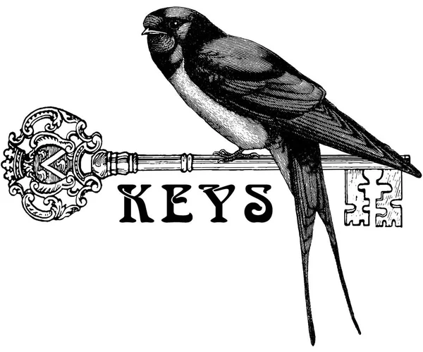 Vintage image key, swallow — Stock Photo, Image