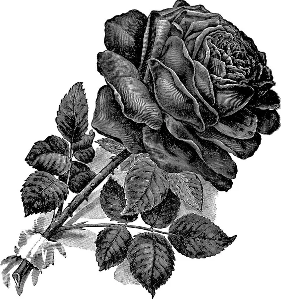 Photo vintage rose — Photo