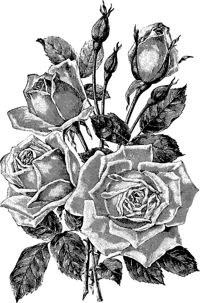 Photo vintage rose — Photo
