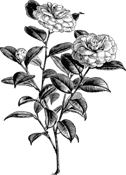 Vintage picture rose — Stock Image Vintage picture rose Stock Picture