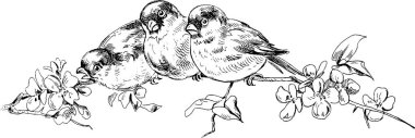 Vintage image birds on a branch clipart