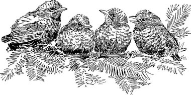 Vintage görüntü kuşlar dal