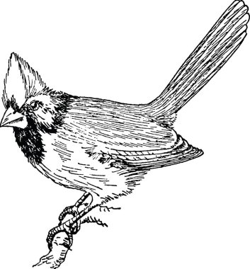 Vintage görüntü Kardinal