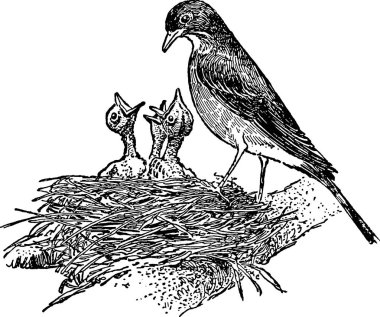 Vintage görüntü yuva, kuşlar