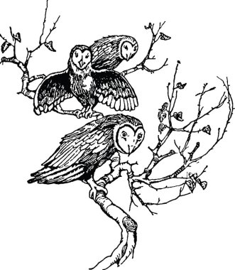 Vintage görüntü baykuşlar dalı