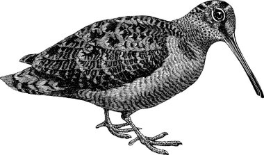 Vintage görüntü woodcock